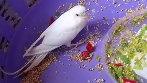 Rare Albino Budgies
