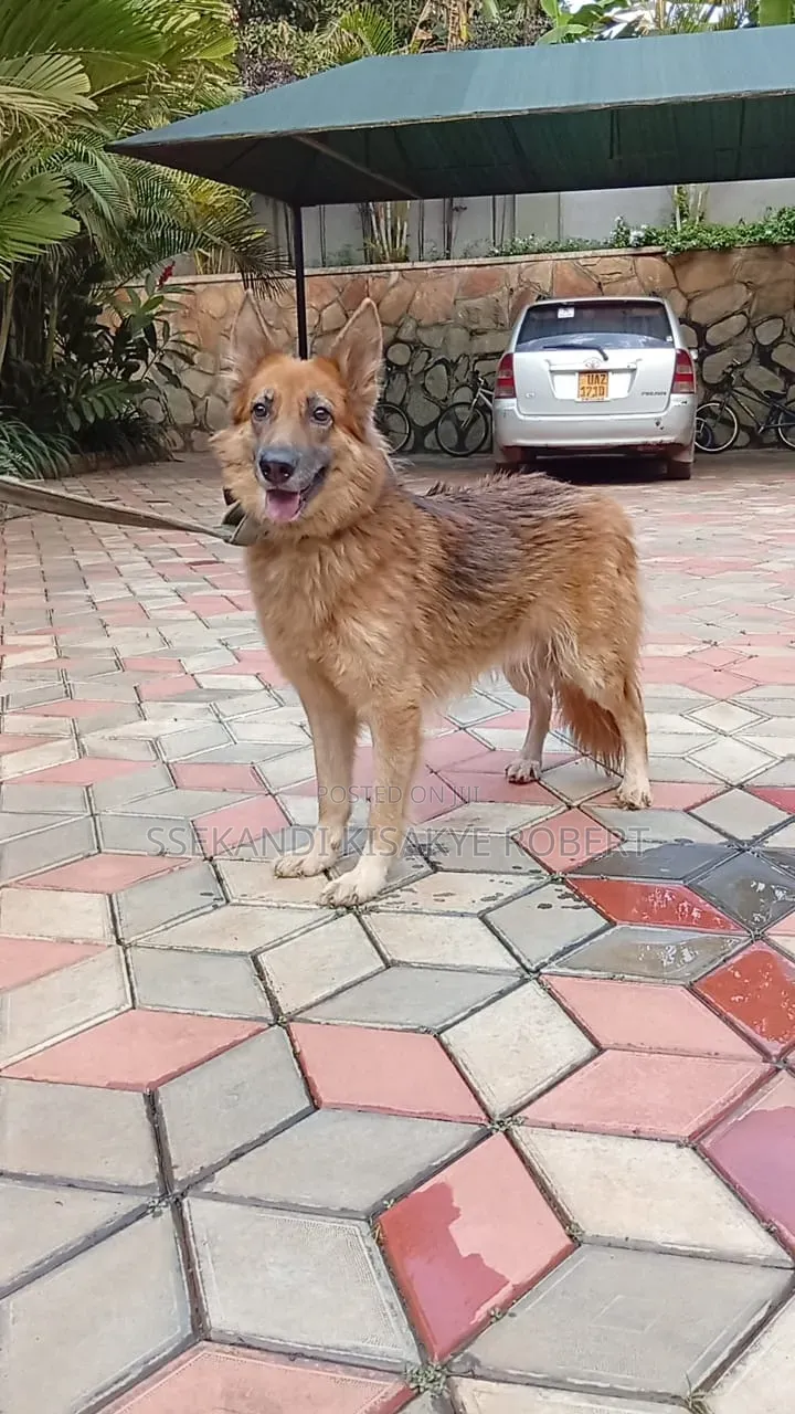 1+ year Male Purebred German Shepherd
