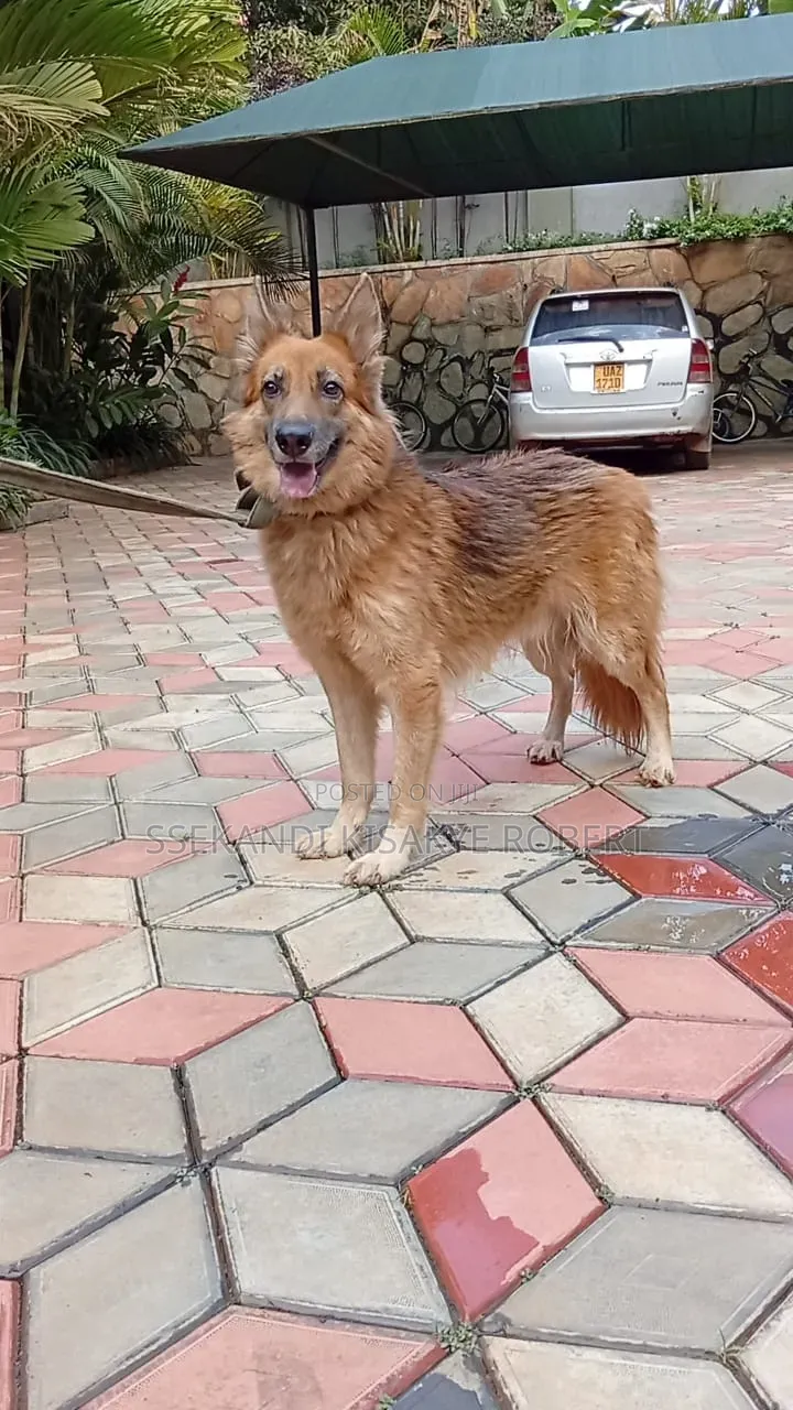 1+ year Male Purebred German Shepherd