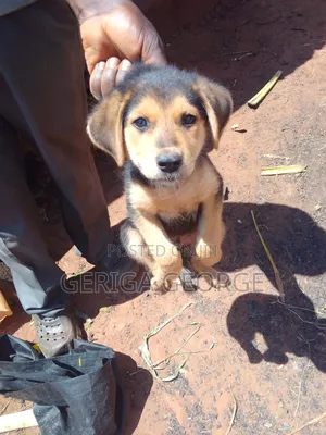 3-6 months Female Mixed Breed Boerboel