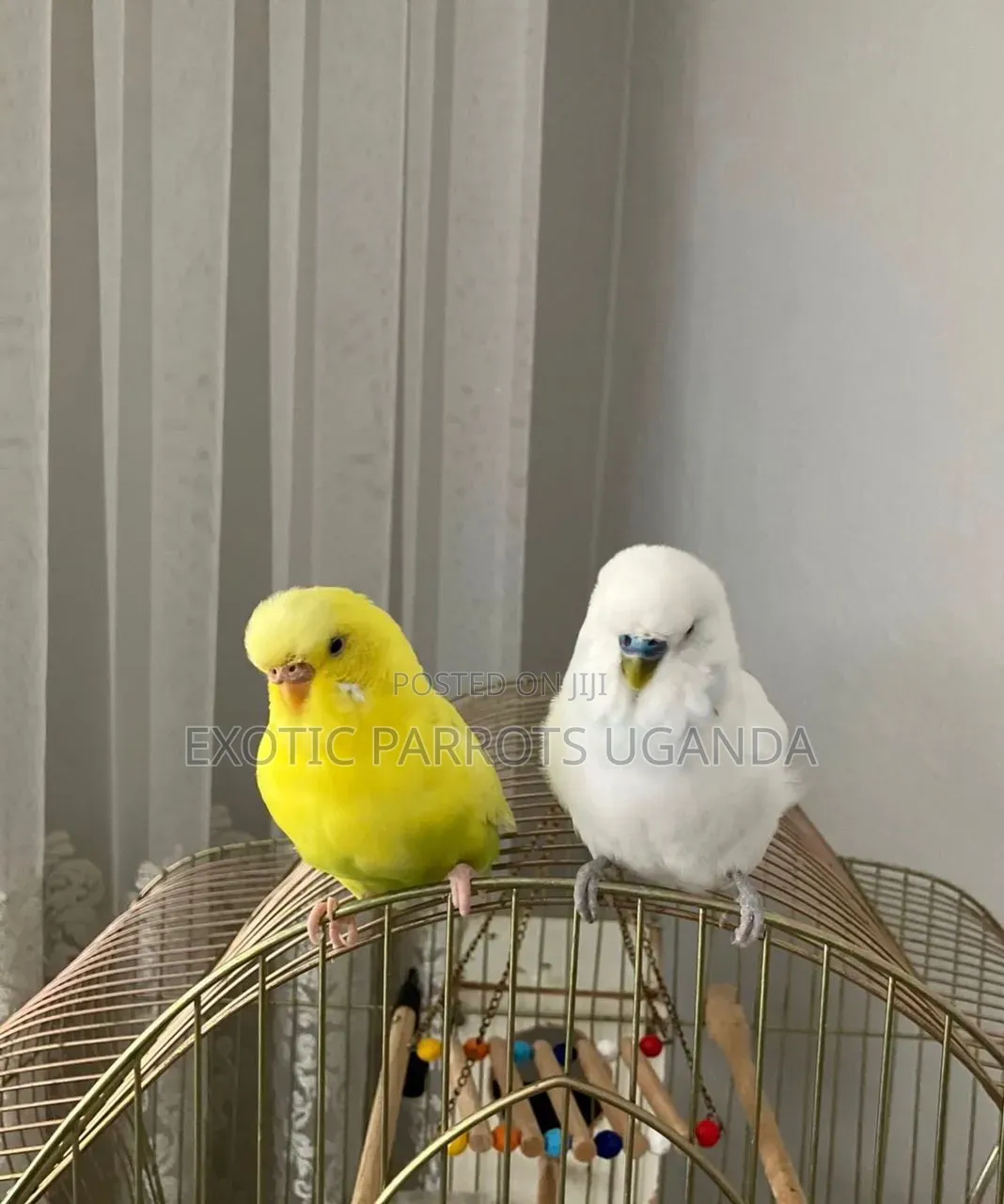 Budgies Bonded Pairs