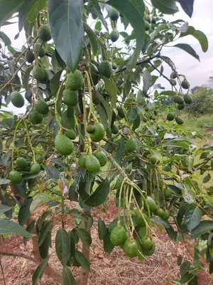Half an Acre Titled at 9.8m in Gomba Kabulasoke 2km FRM Tarmac
