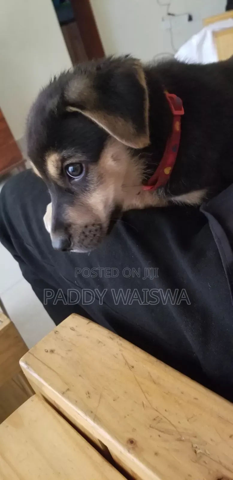 1-3 months Male Mixed Breed Mutt