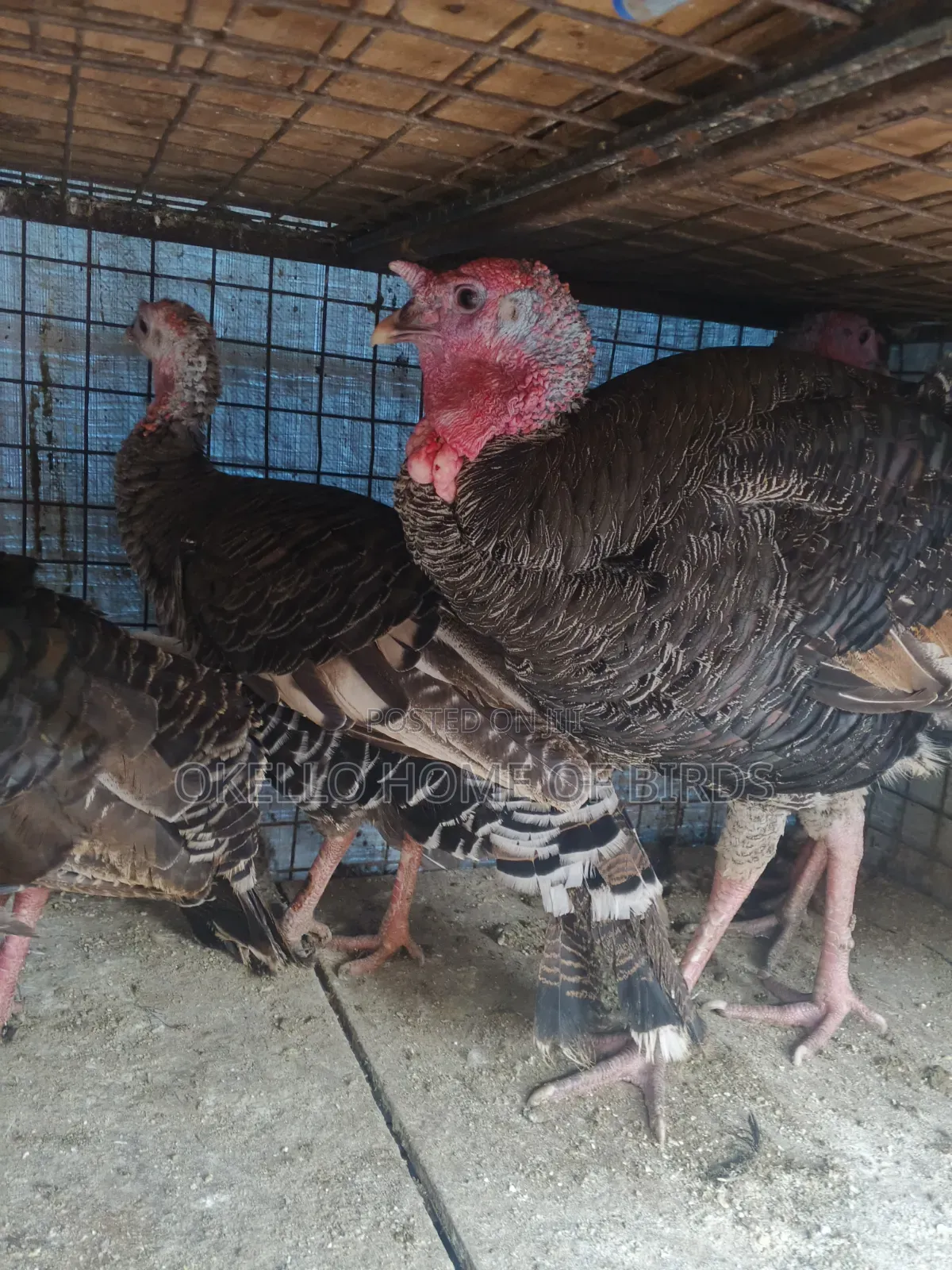 Mature Male and Female for Sell