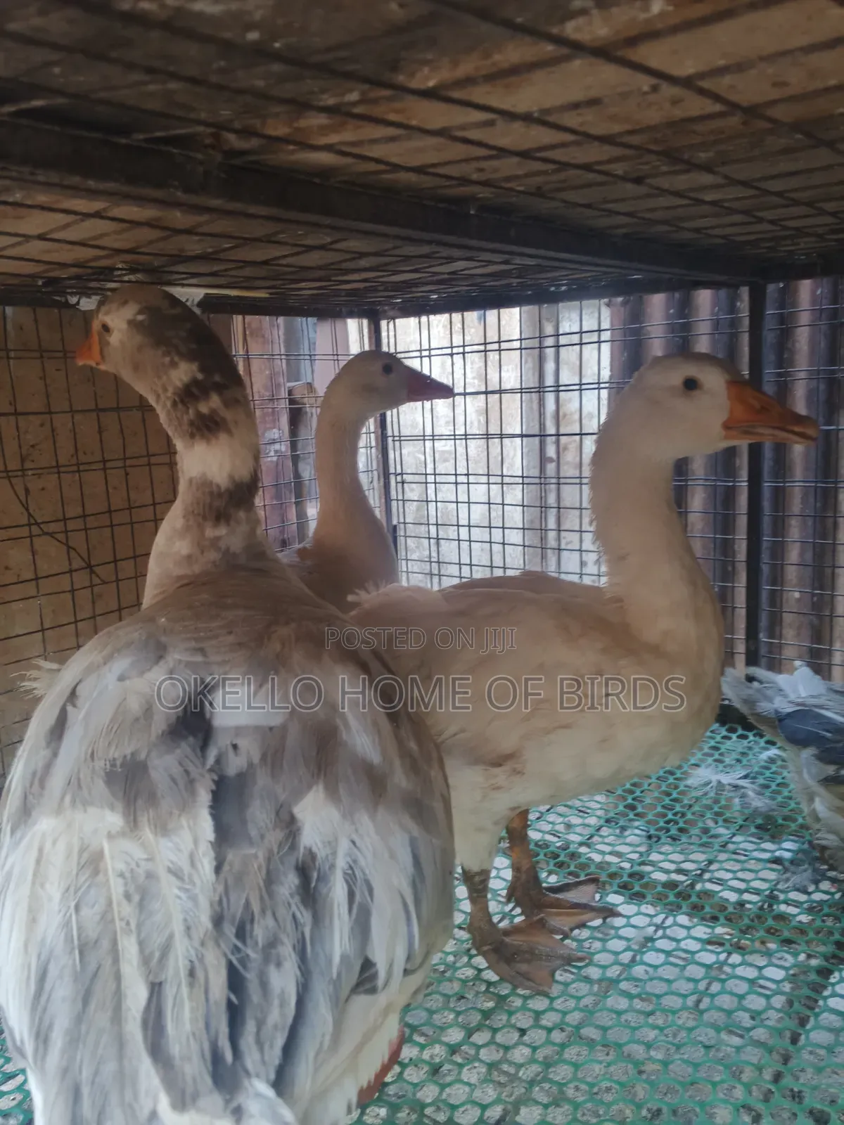 3 Mature Geese for Sell