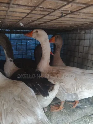 4 Mature Geese for Sell