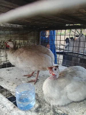 Pure White Guinea Fowlz for Sale