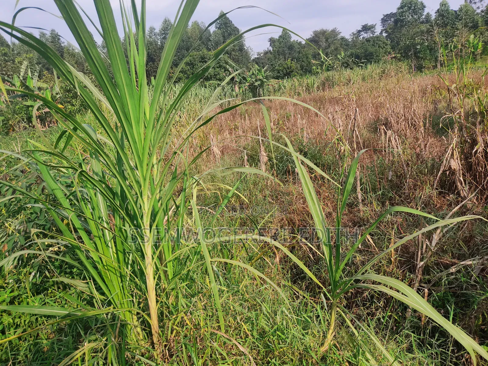 1/2 Acre for Sale