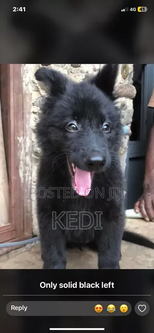 3-6 months Male Purebred Black Russian Terrier