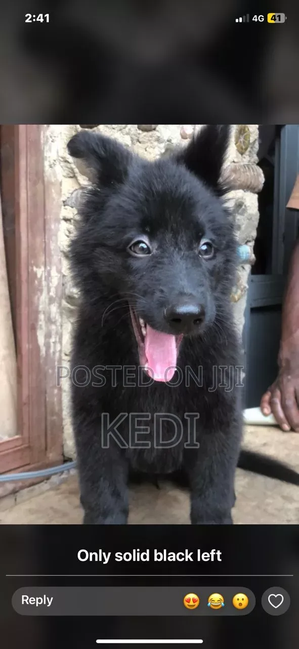 3-6 months Male Purebred Black Russian Terrier