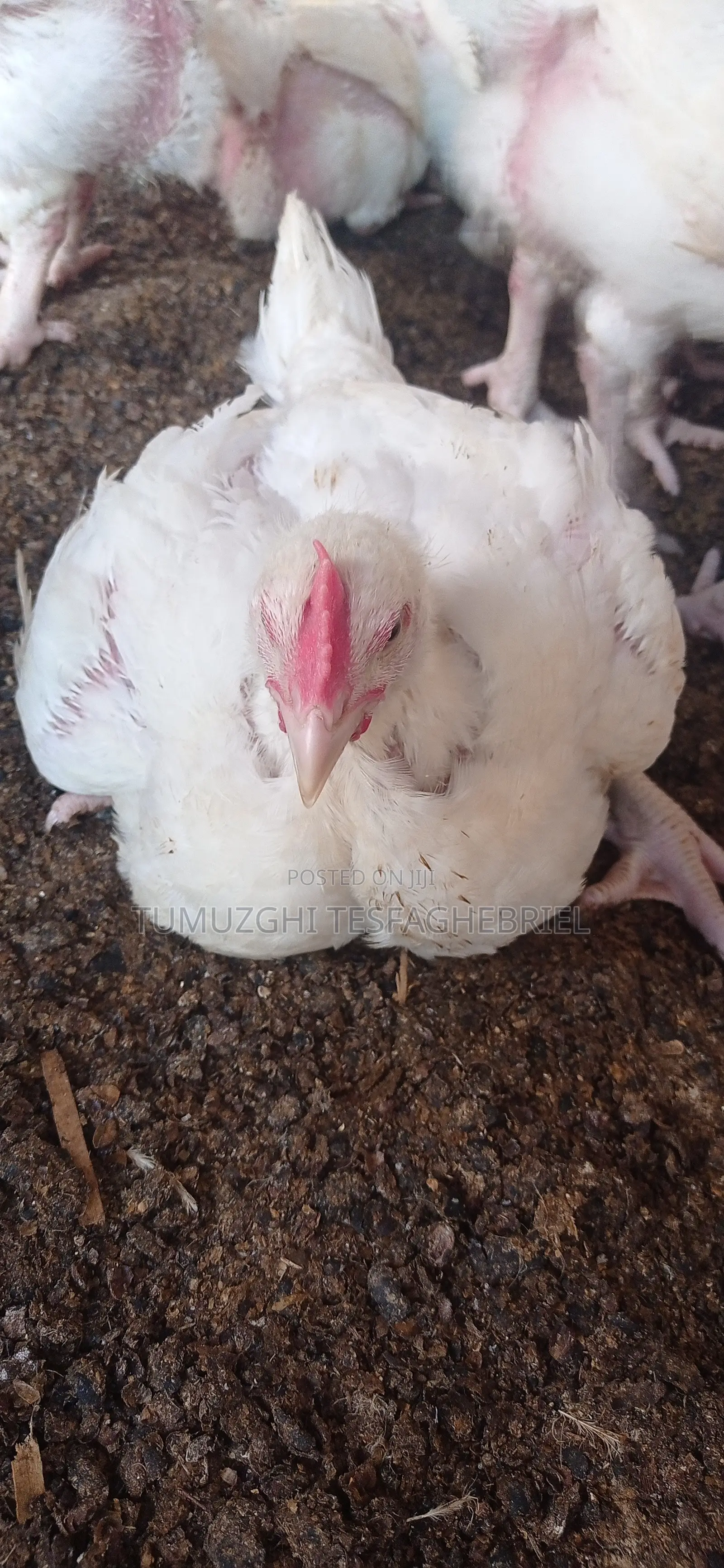 Broiler Chicking