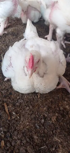 Broiler Chicking