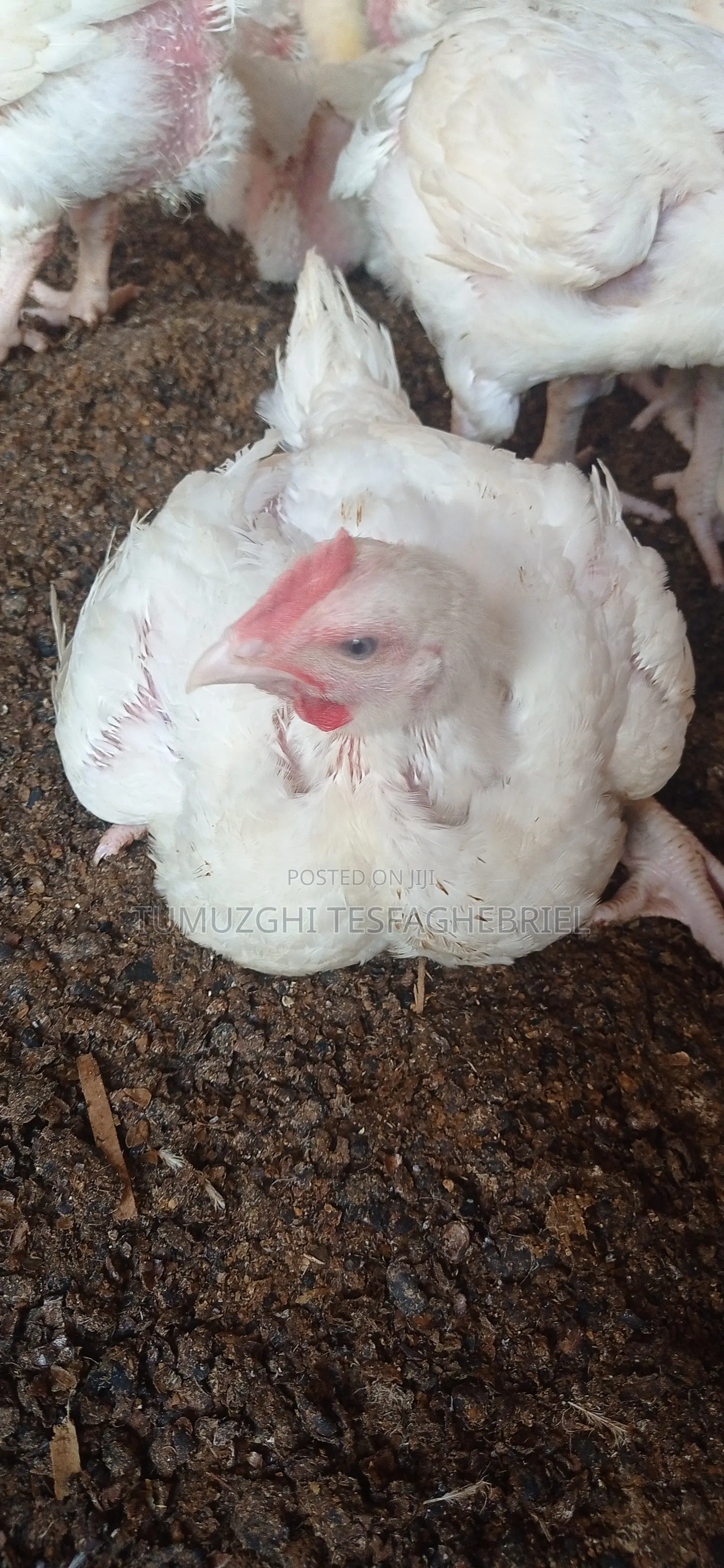 Broiler Chicking