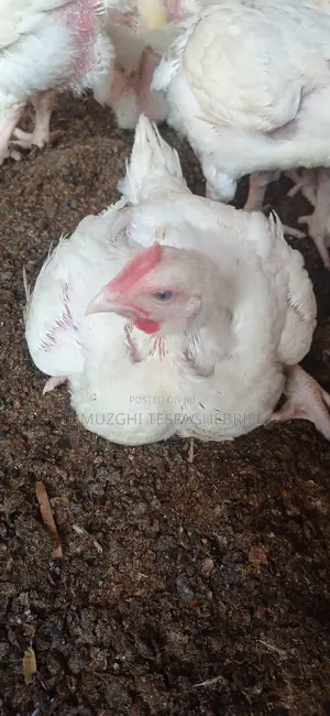 Broiler Chicking