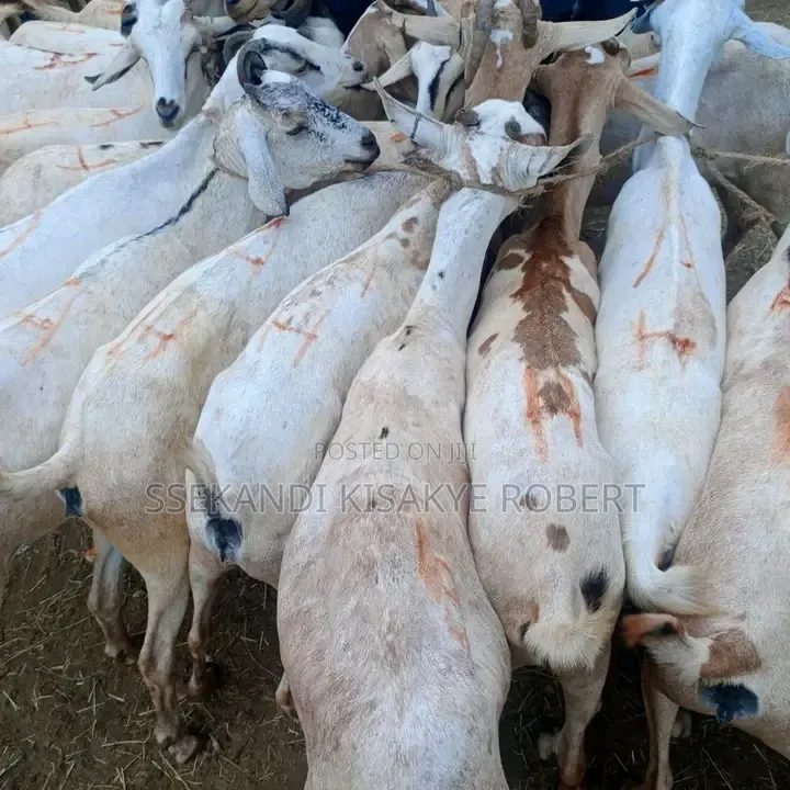 Mubende Goats