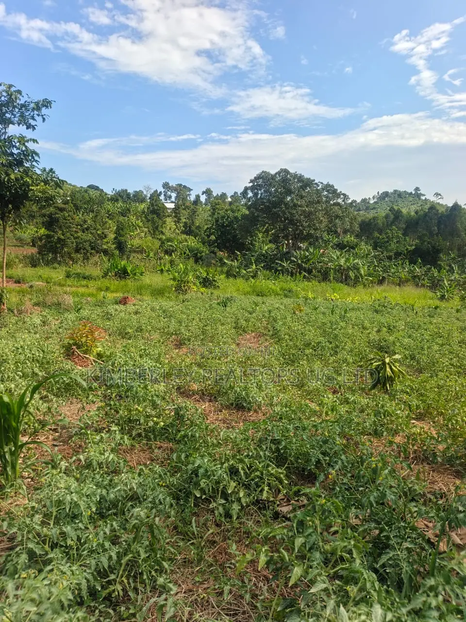Estate Plot for Sale – Hoima Road