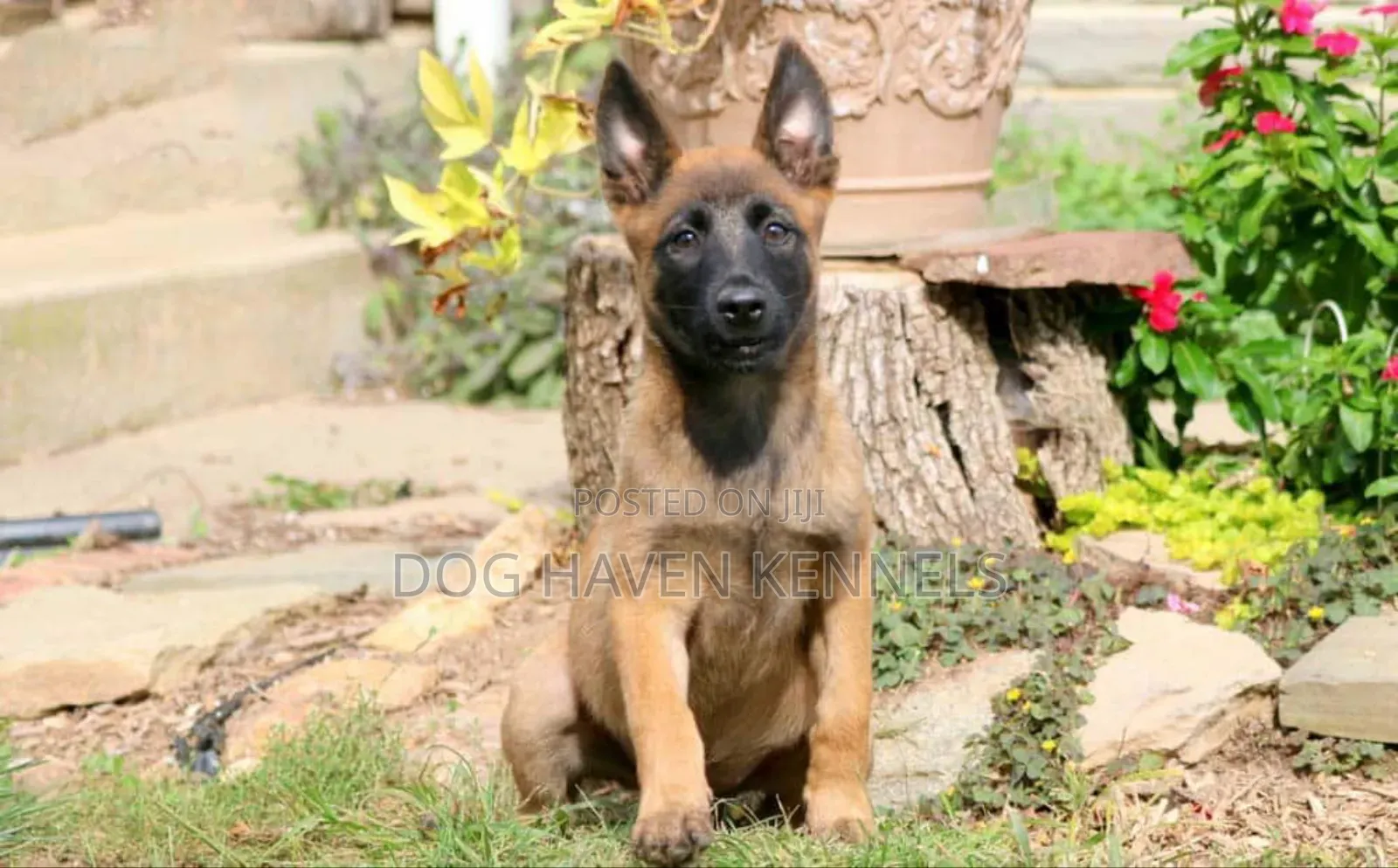 1-3 months Male Purebred Belgian Malinois