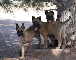 3-6 months Female Purebred Belgian Malinois