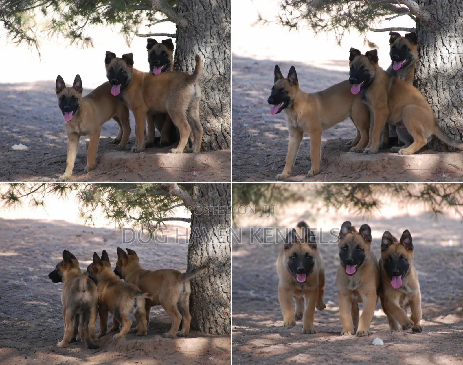 3-6 months Female Purebred Belgian Malinois