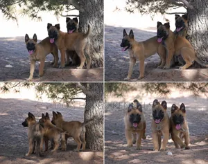3-6 months Female Purebred Belgian Malinois