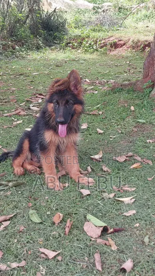 1-3 months Male Purebred German Shepherd