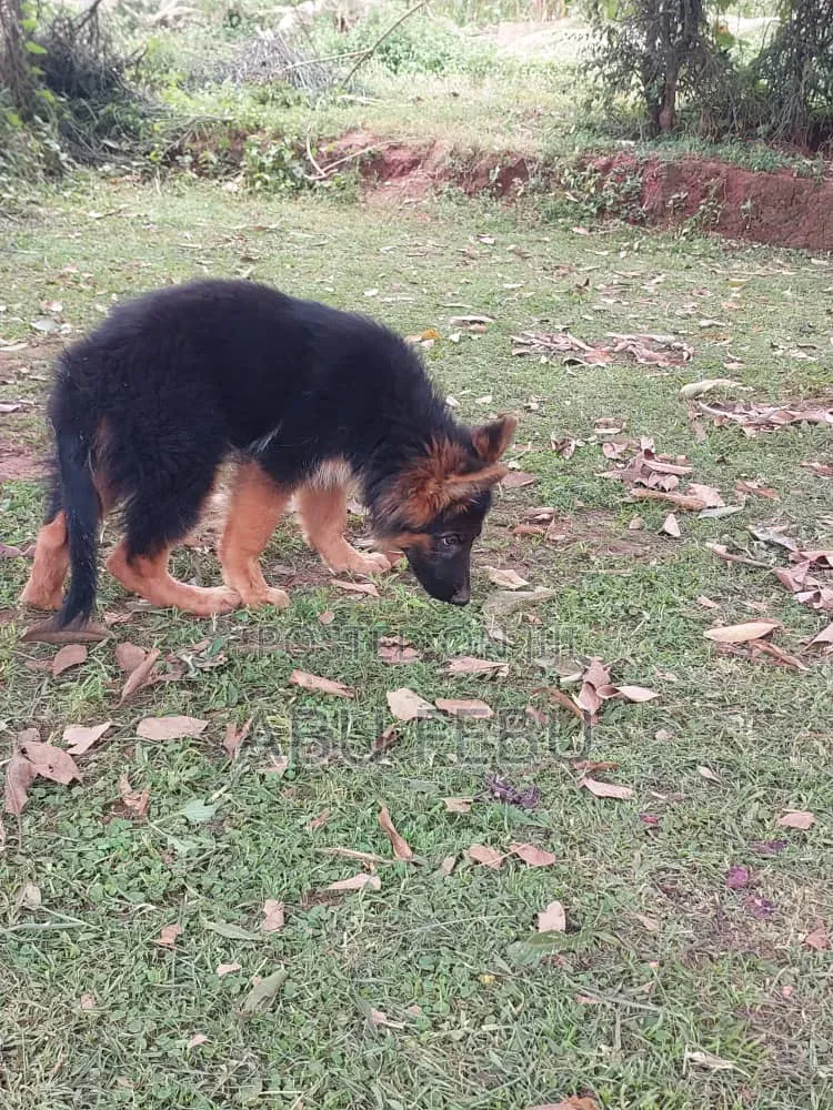 1-3 months Male Purebred German Shepherd