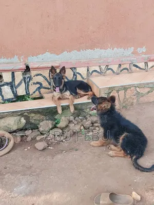 1-3 months Male Purebred German Shepherd