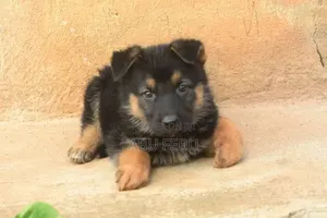 1-3 months Male Purebred German Shepherd
