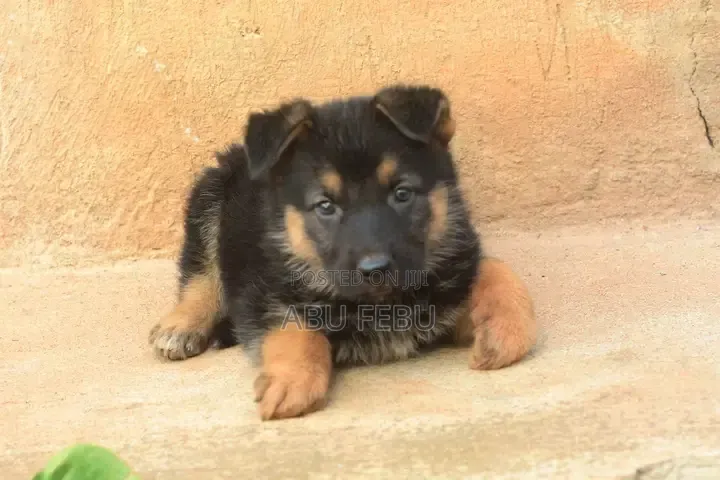 1-3 months Male Purebred German Shepherd