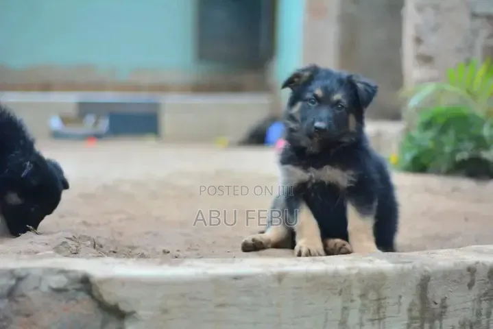 1-3 months Male Purebred German Shepherd
