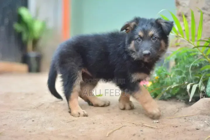 1-3 months Male Purebred German Shepherd