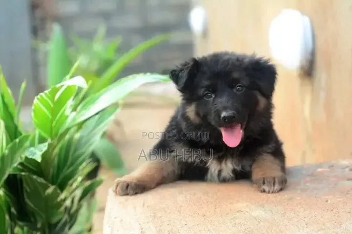 1-3 months Male Purebred German Shepherd