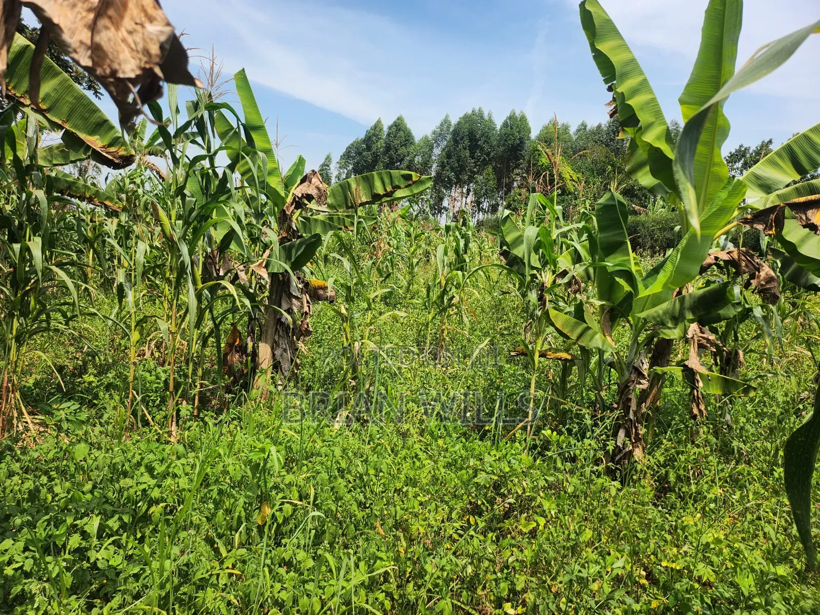 Half an Acre in Bubebere