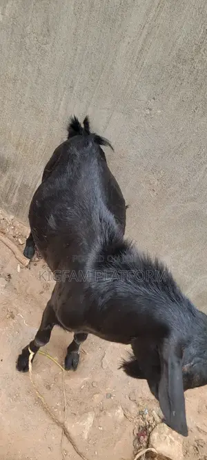 Embuzi Black,White,Bitanga Goats 4 Slaughter, Ceremonies and Farm