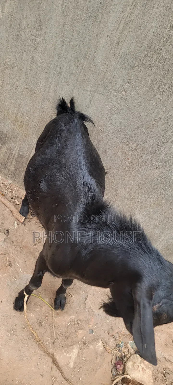 Embuzi White Goats Are Available for Slaughter, Ceremonies and Farm
