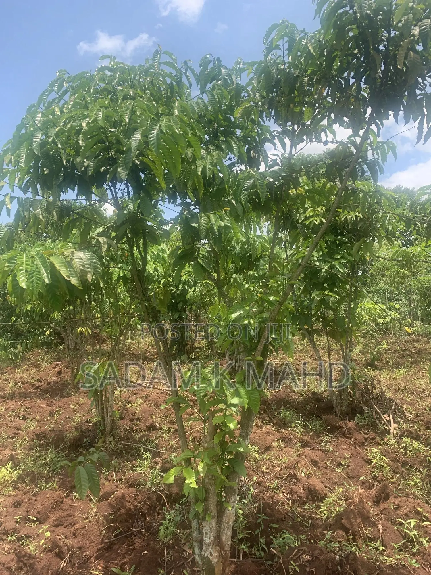 2 Acres of Land for Sale