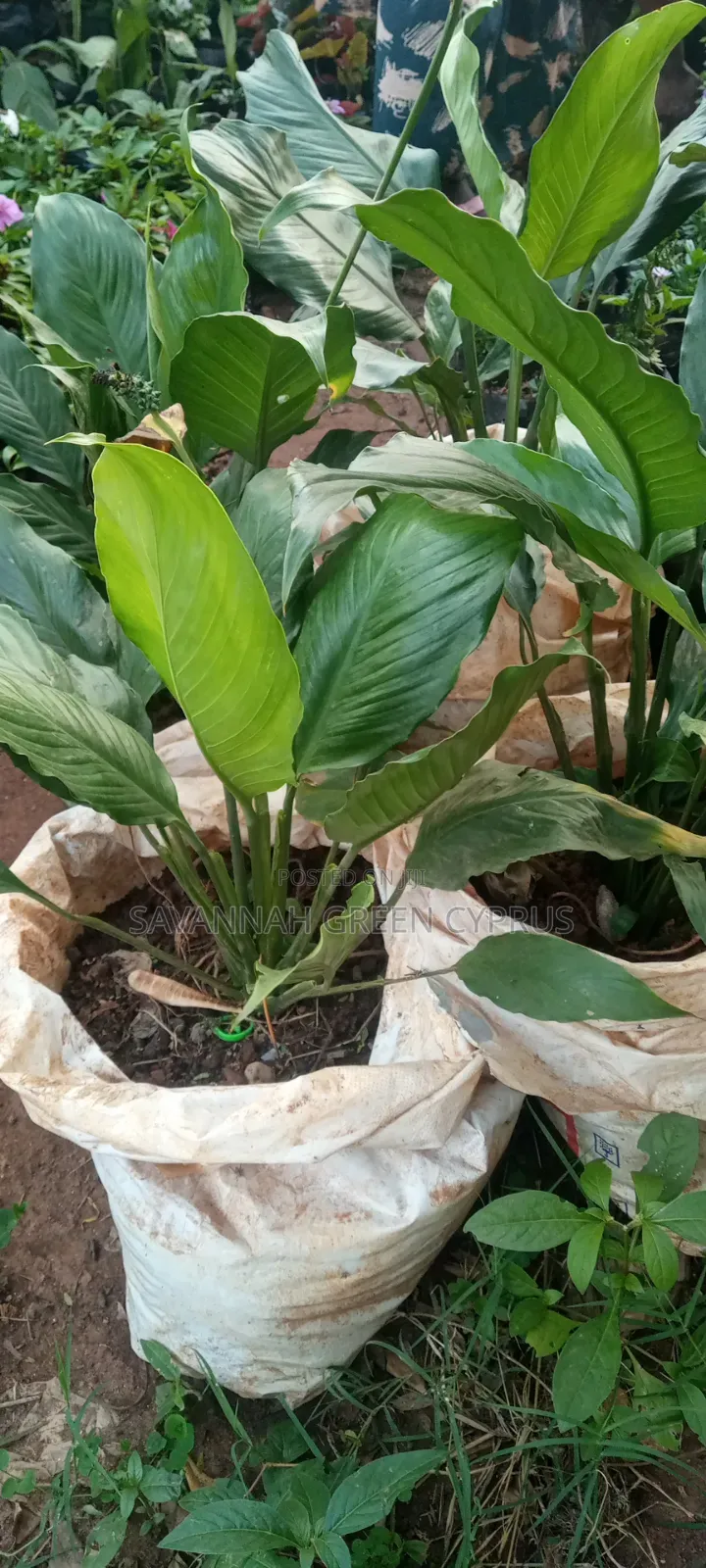 Peace Lily in Indoor Plants