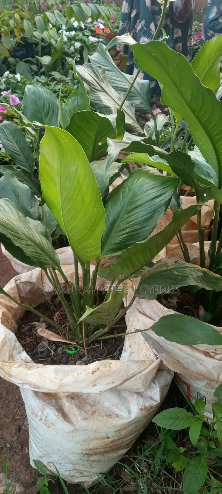 Peace Lily in Indoor Plants