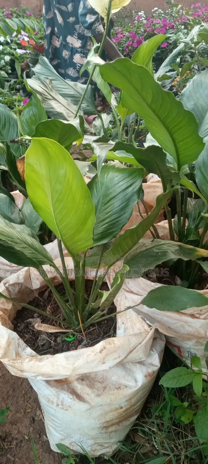 Peace Lily in Indoor Plants