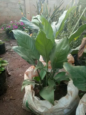 Peace Lily in Indoor Plants