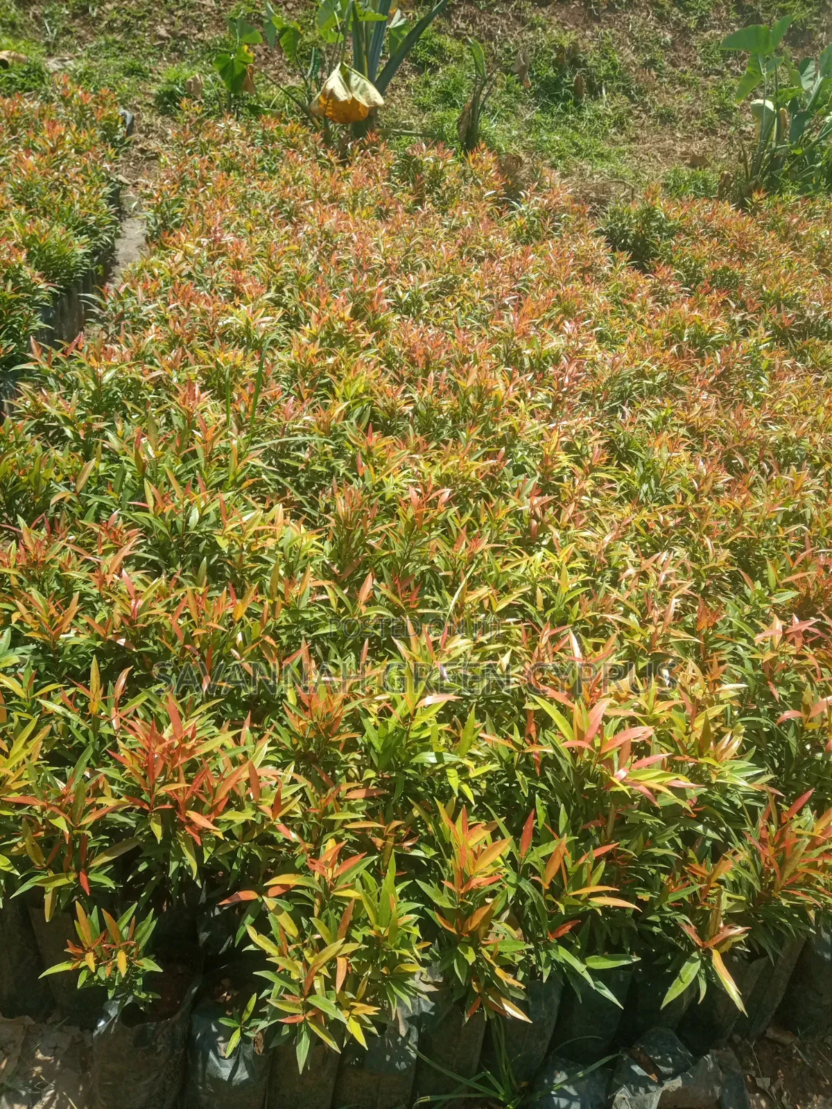 Alginia Plants