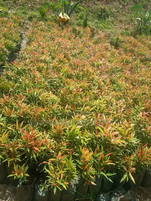 Alginia Plants