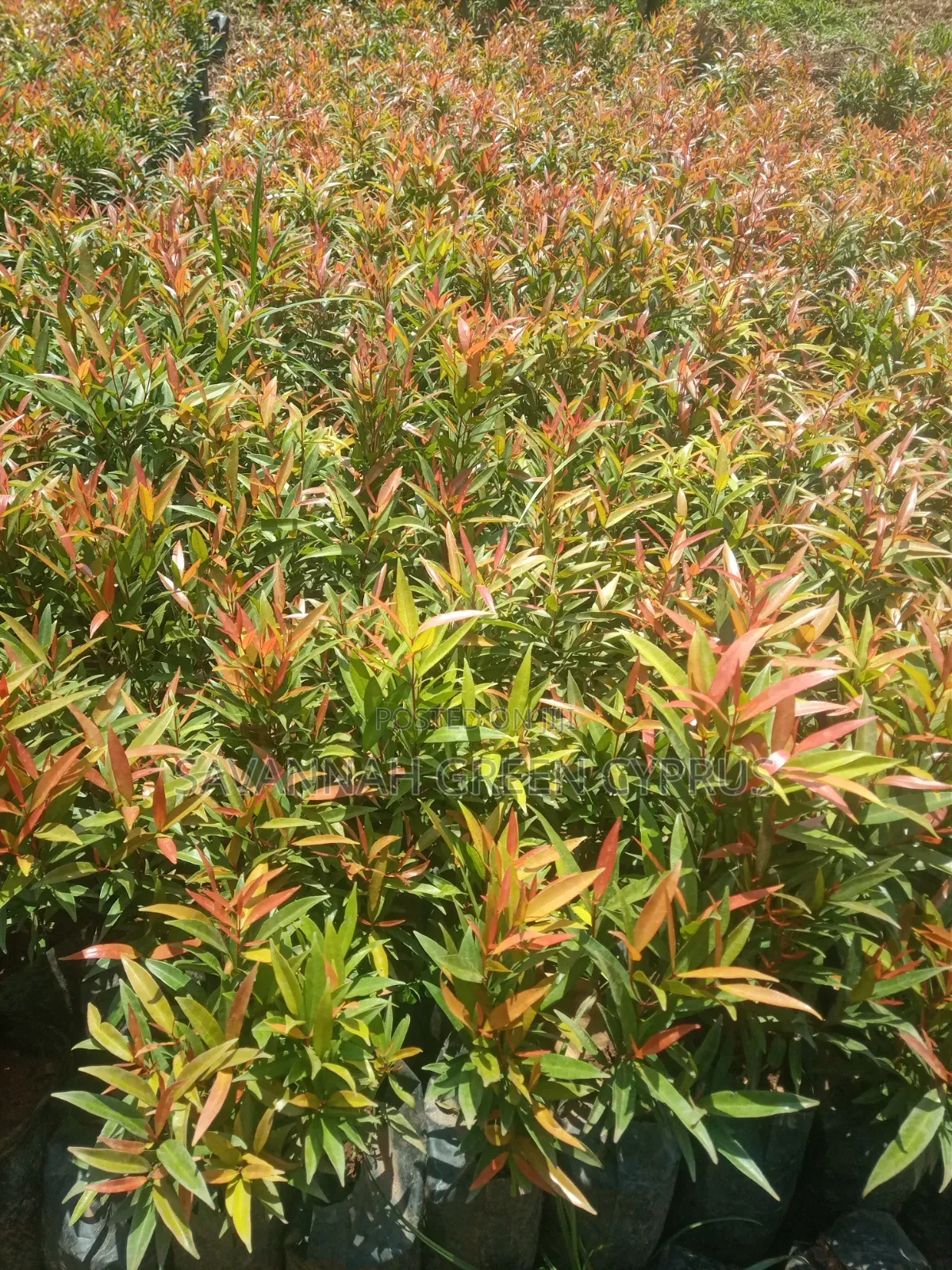 Alginia Plants