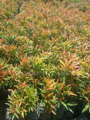 Alginia Plants