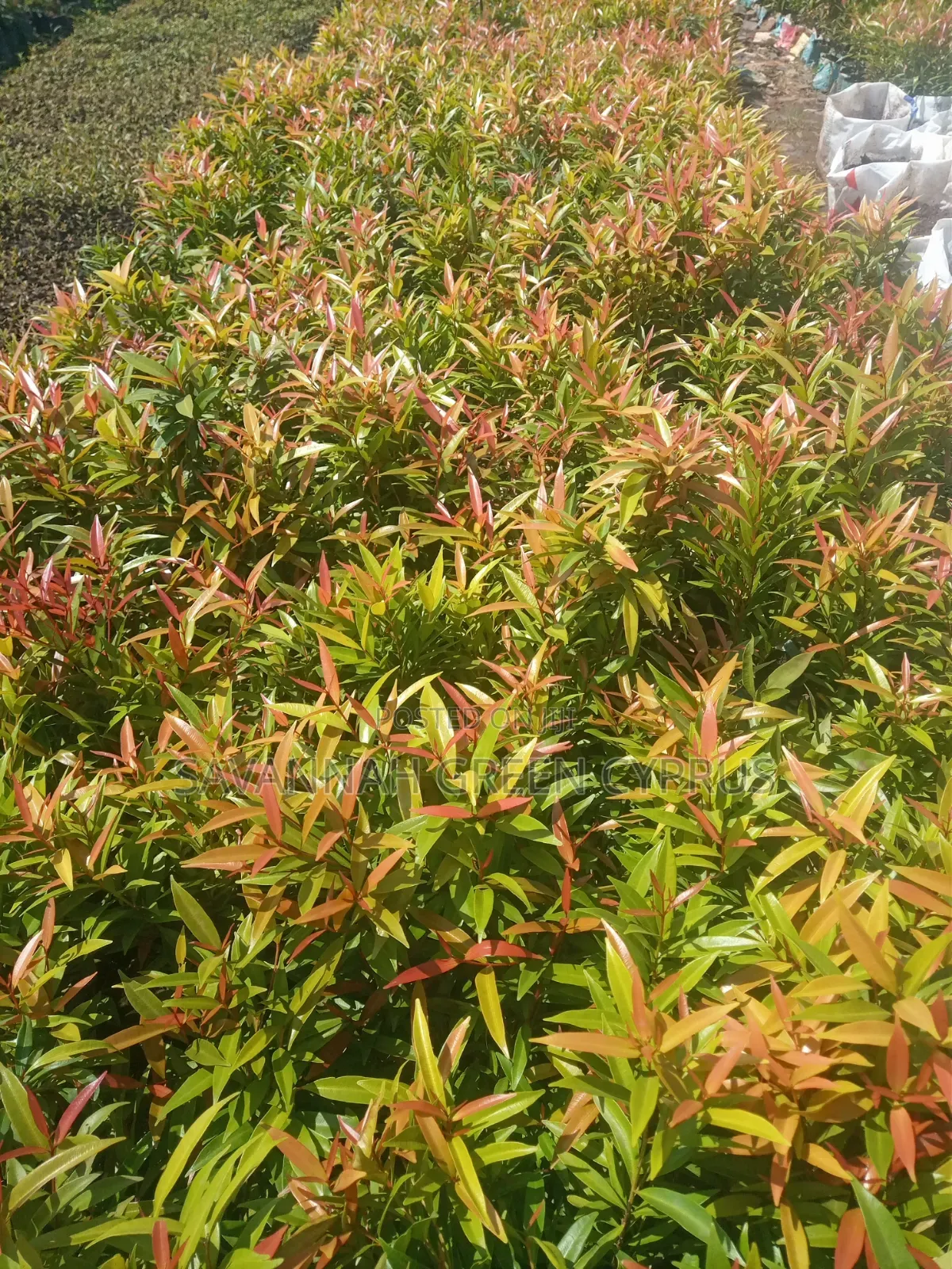 Alginia Plants