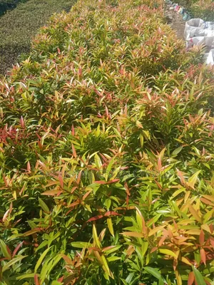 Alginia Plants