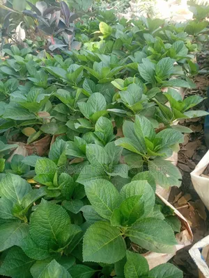 Hydrengea Flowering Plant