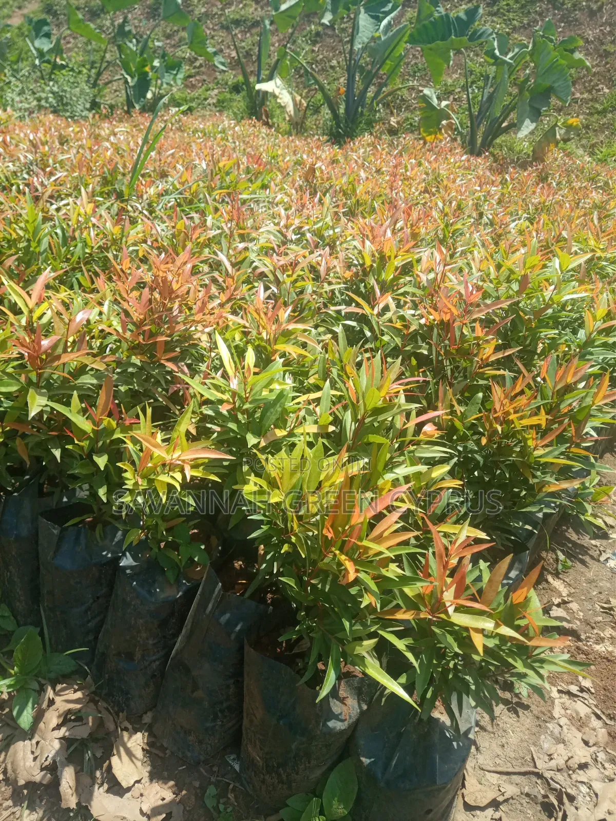 Edging Plant and Fence