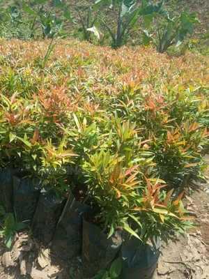 Edging Plant and Fence