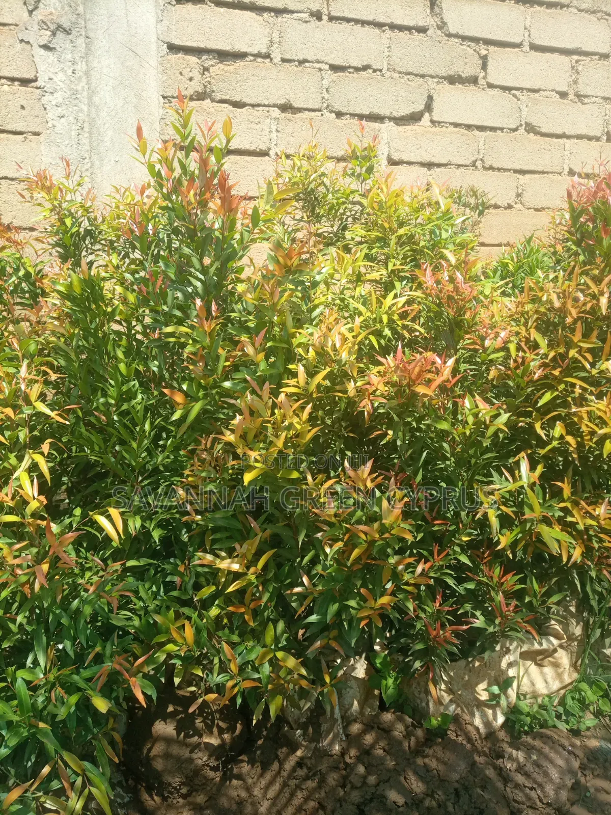 Edging Plant and Fence